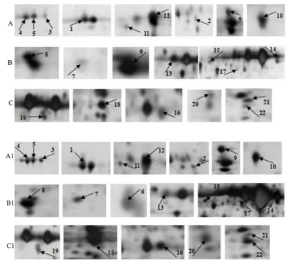 Figure 2. Enlargement of 22 differentially expressed protein spots on 2-DE gels from cotton leaf samples