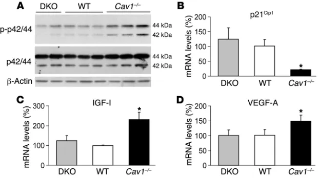 Figure 4Normalized ERK signaling and gene expression in DKO lungs. (sis of ERK signaling