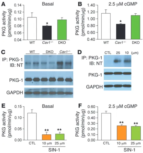 Figure 6Impaired PKG kinase activity secondary to tyrosine nitration in 