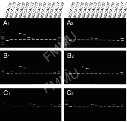 Figure 1. PCR/SSP images of recipient-donor HLA half-matching in one case of LRD small intestine transplantation