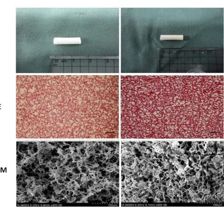 Figure 1 HE staining and SEM micrographs of CS/HA (left) and Sa B-CS/HA (right).Notes: HE ×40, bar 250 μm; SEM ×300, bar 100 μm.