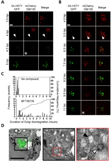 Fig. 4. Golgi disintegration during CVB3 3A-H57Y infection is prolonged under PI4KB inhibition, and  ultimately results in RO formation