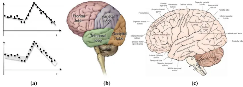 Fig. 8 Granularities in brain big data. a Linear models and granularmodels of time series [74] and b lobes of human brain (coarsergranularity)—http://www.brightfocus.org/alzheimers/about/understanding/anatomy-of-the-brain.html and c gyrus and sulcus of human