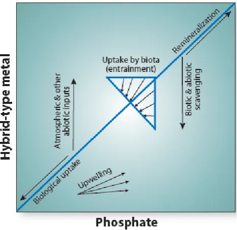 Fig. 7.A schematic showing vectors for processes inﬂuencinghybrid-type metals relative to phosphate, where hybrid-type metalsrefers to those that have the combination of micronutrient uptakeand scavenging processes inﬂuencing vertical structure