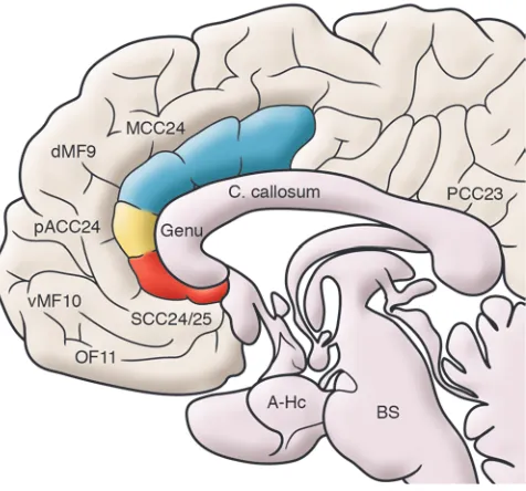 Figure 1Anatomical locations of key brain regions implicated in MDD. Midline, 