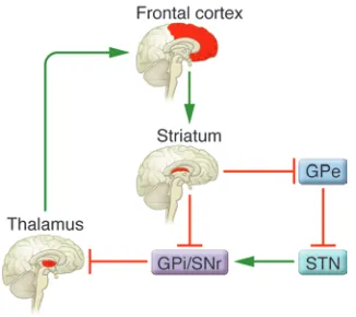 Figure 2The cortico-striato-thalamo-cortical circuit in a healthy individual. In the 