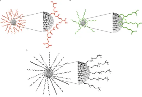 Figure 1 Schematic representation of spherical silver nanoparticles and their surface coverage: (Abbreviations:A) 2 nm diameter AgNPs coated with GSH; (B) 2.5 nm diameter AgNPscoated with LA; (C) 3.7 nm diameter AgNPs coated with PEG-2000 Da