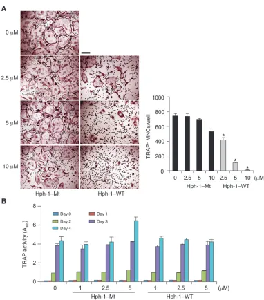 Figure 2The RRI peptide contain-ing the IVVY motif inhibits RANKL-induced OC forma-tion