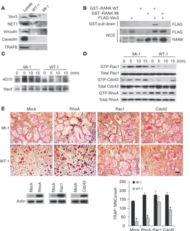 Figure 6The RRI peptide blocks Vav3 were counted. *represent mean ± SD. Scale bar: 100 RhoA, RhoAV14; Rac1, Rac1V12; Cdc42, Cdc42V12