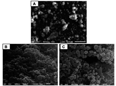 Figure 1 Scanning electron microscopy.Abbreviation:Notes: (A) Free diosmin, (B) uncoated diosmin-PLGA nanoparticles (F5), and (C) chitosan-coated PLGA nanoparticles (F14)