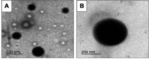 Figure 2 Transmission electron microscopy.Notes: (A) Uncoated diosmin-PLGA nanoparticles (F5) and (B) chitosan-coated PLGA nanoparticles (F14).Abbreviation: PLGA, poly(d,l-lactide-co-glycolide).
