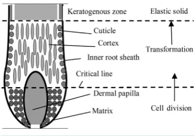 Figure 2 shows a flow chart of analysis steps in the present study. First, cells for the initial shape are placed