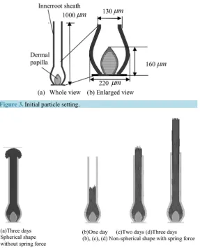 Figure 3. Initial particle setting.                                                  