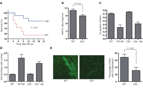 Figure 7Improved cardiac function in Cfb–/– mice after MI. (A) Kaplan-Meier graph of survival of Cfb–/– and WT mice after inducing MI