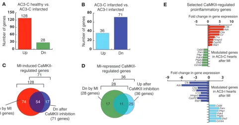 Figure 1Microarray-based expression analyses of the genes induced by MI and regulated by CaMKII in mouse hearts
