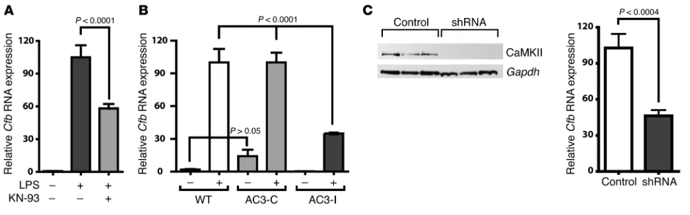 Figure 4CaMKII regulates 