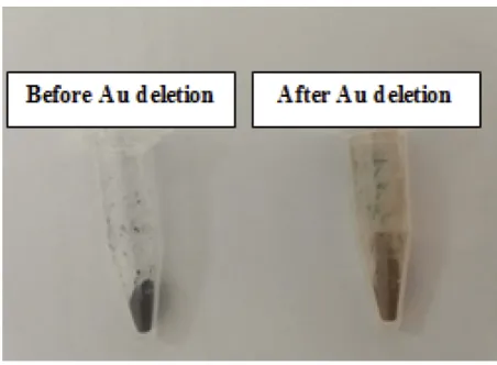 Figure 4 Change in the color of nano-system before and after removing the Au.