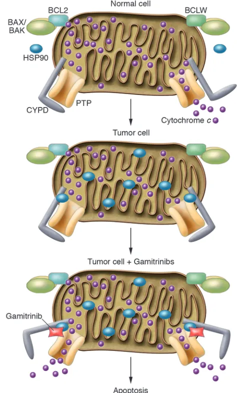 Figure 1Gamitrinibs target mitochondrially localized 