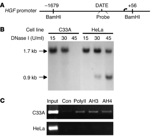 Figure 3Truncated DATE affects chromatin structure in 