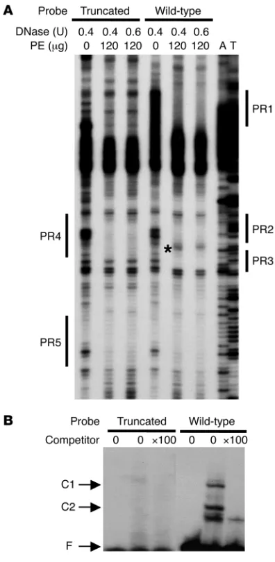 Figure 4Truncated DATE affects DNA-protein interactions in the 