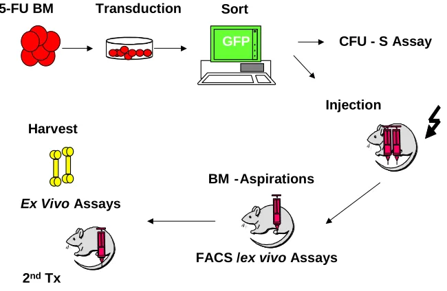 Fig. 3.3a Experimental design of bone marrow transplantation of CALM/AF10 and 