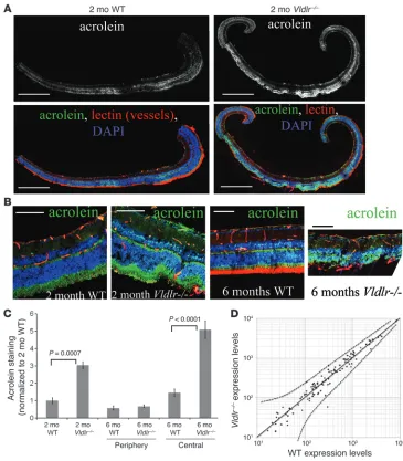 Figure 6Evidence of oxidative stress associated with subretinal NV in 