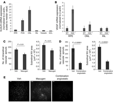 Figure 3VEGF upregulation is associated with intraretinal NV in Vldlr–/– mice. (A) Most VLDLR expression in laser-captured retinal tissue from P14 C57BL6/J  