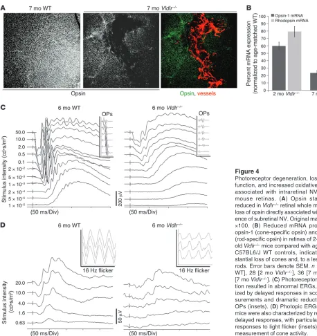 Figure 4Photoreceptor degeneration, loss of retinal function, and increased oxidative stress are associated with intraretinal NV in Vldlr–/–mouse retinas