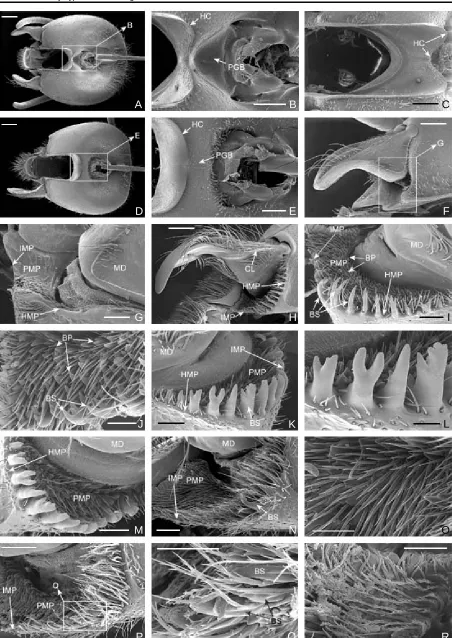 Fig. 7. Head and mandibular structures of female Cubiandrena and Andrena. A, D: Underside of head of Cubiandrena cubiceps (A) and A