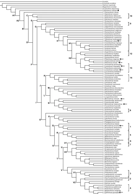 Fig. 3: Single cladogram obtained after successive character reweighting (a posteriori)