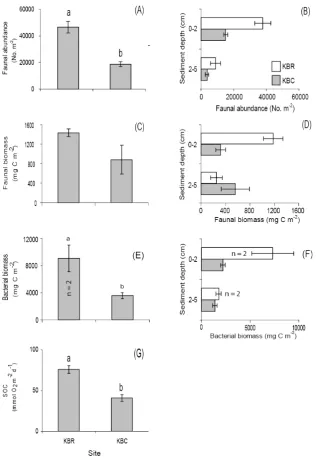 Fig. 4.Figures 4 A to G biomass ( Total and vertical distribution of macrofauna abundance (974 A and B, respectively), biomass (C and D, respectively), and bacterialE and F, respectively) in cores from all Kaneohe Bay sites
