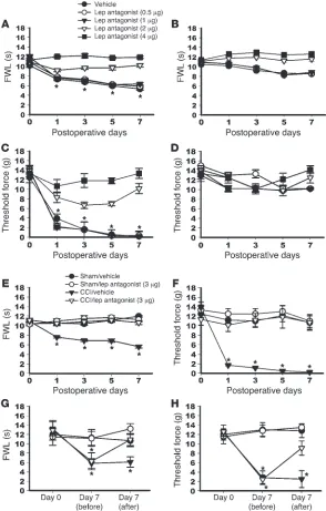 Figure 1Effect of spinal leptin on neuropathic pain behaviors. 