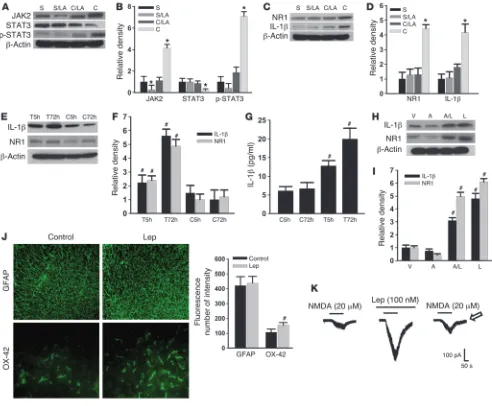 Figure 4Role of JAK2 and STAT3 in the spinal leptin effect. (A–D) The expression (Western blot) of JAK2, p-STAT3, NR1, and IL-1β was increased, whereas STAT3 was decreased on day 7 in CCI rats