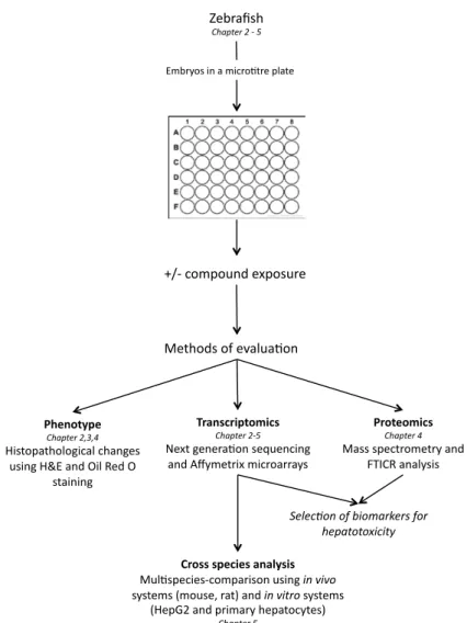 Figure 4  Schematic representation of experiments in this thesis.