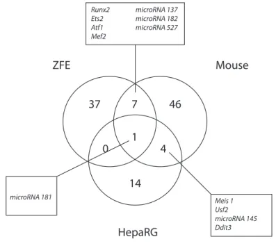 Figure 7   Venn diagram of the enriched transcription factor motifs enriched after CsA  exposure.