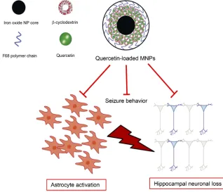 Figure 10 Schematic representation of quercetin-loaded magnetic nanoparticles (MNPs) and their effects on seizure behavior, neuronal loss and astrocyte activation.