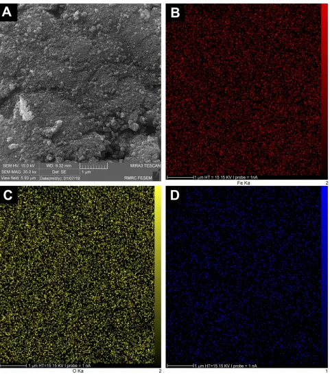 Figure 3 (A) Selected area for mapping analysis of quercetin-loaded mMNPs, with elemental distribution for (B) Fe, (C) O, and (D) C.Abbreviation: MNPs, magnetic nanoparticles.