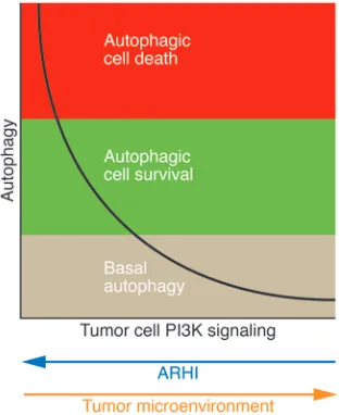 Figure 2The magnitude of autophagy may determine the fate of cancer cells in vivo. This concep-tual model proposes a relationship between the magnitude of cancer cell autophagy and its consequences on cell death and cell sur-vival