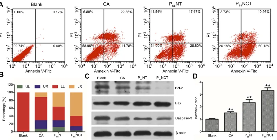 Figure 8 Effects of free CA, PChanges in the expression of apoptosis-related proteins after incubated with free CA, Pthe Annexin V-FITC/PI staining and analyzed by afree CA, PssNT, or PssNCT nanogels on the apoptosis