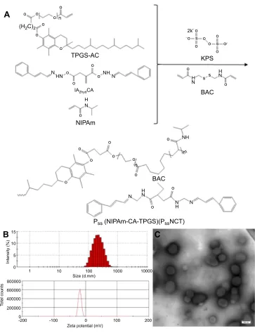 Figure 3 Synthesis and characterization of Pdetermined by DLS. (ssNCT nanogels. (A) Schematic synthesis of PssNCT nanogels