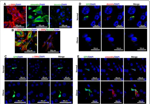 Fig. 5 Donor MSCs show a pro-regenerative phenotype when it reaches the liver parenchyma