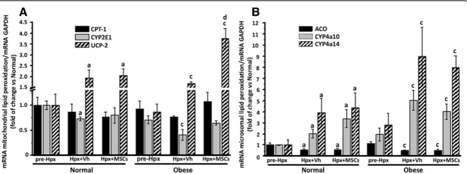 Fig. 7 MSC administration enhances hepatic expression of UCP-2 after 70% hepatectomy in obese mice
