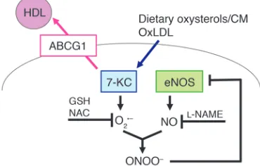 Figure 10Effect of apoA-I transgene expression in endothelial function in HCD-fed Ldlr+/– mice