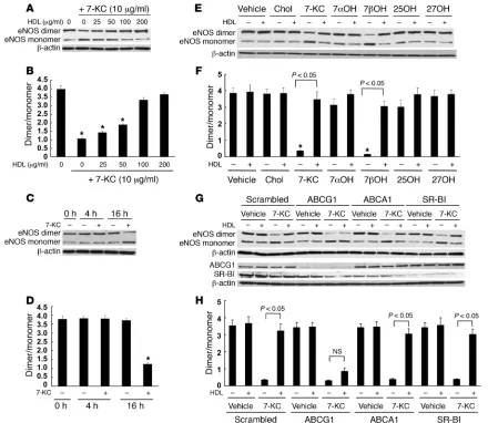 Figure 7Effects of HDL concentrations, incubation time with 7-KC, different oxysterols, and ABCG1 expression on eNOS dimer levels