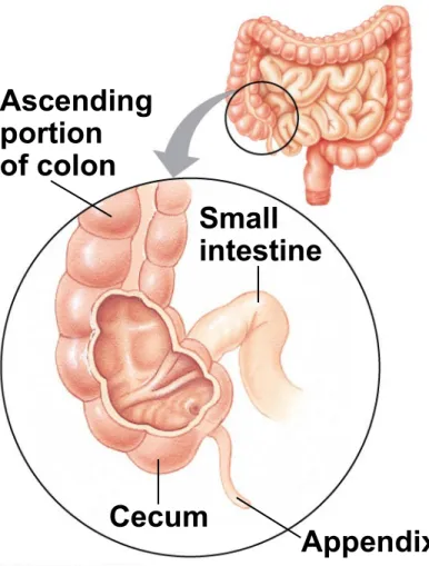 Figure 41.15 Ascending portion of colon Small intestine AppendixCecum