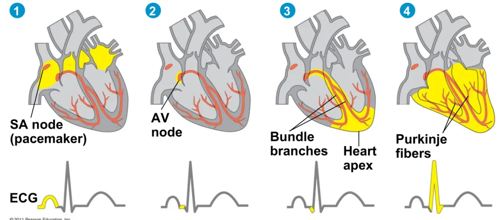 Figure 42.9-4 SA node (pacemaker) AV node Bundle branches Heart apex Purkinjefibers ECG1 2 3 4