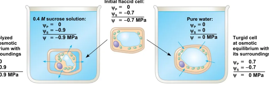 Figure 36.9 Plasmolyzed cell at osmotic equilibrium with its surroundings 0.4 M sucrose solution: