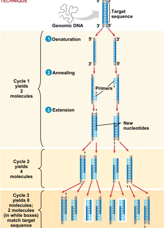 Figure 20.8 Genomic DNA Target sequence Denaturation Annealing Extension Primers New nucleotidesCycle 1yieldsmolecules2 Cycle 2 yields molecules4 Cycle 3 yields 8 molecules; 2 molecules (in white boxes)