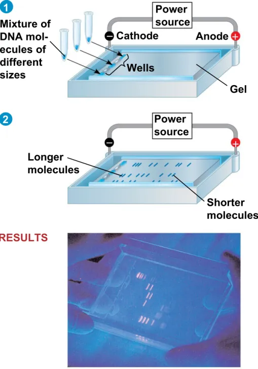 Figure 20.9 Mixture of DNA  mol-ecules of different sizes Power source Power source Longer molecules Cathode AnodeWells Gel Shorter moleculesTECHNIQUE RESULTS12  
