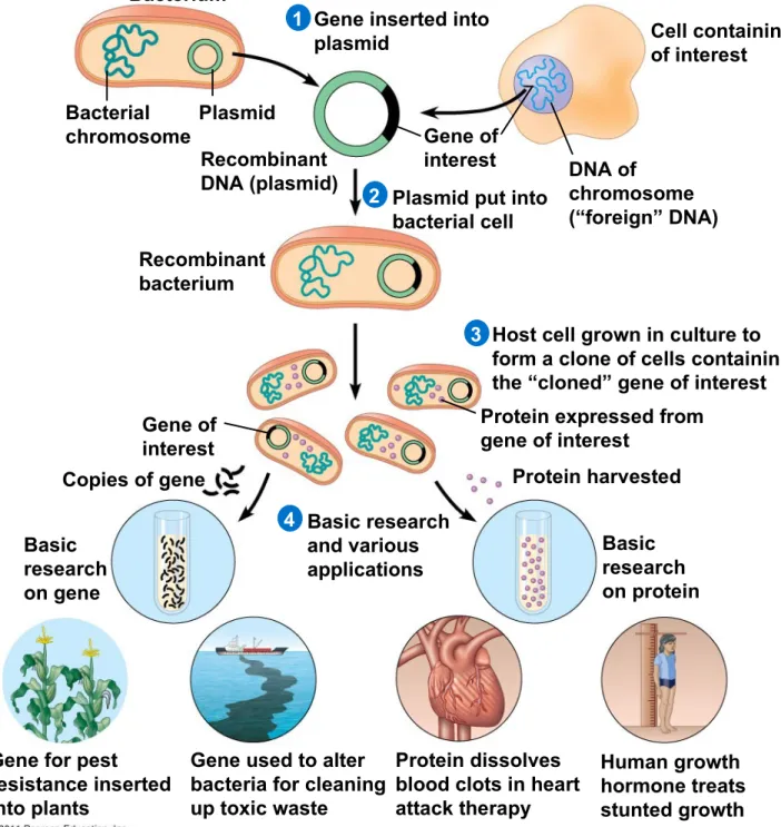 Figure 20.2 Bacterium Bacterial chromosome Plasmid 21 3 4